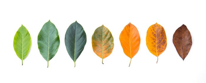 Sticker Closeup dakranden in verschillende kleuren en ouderdom van de jackfruit boombladeren. Lijn van kleurrijke bladeren in de herfstseizoen. Voor milieu veranderd concept. Bovenaanzicht of plat leggen acht