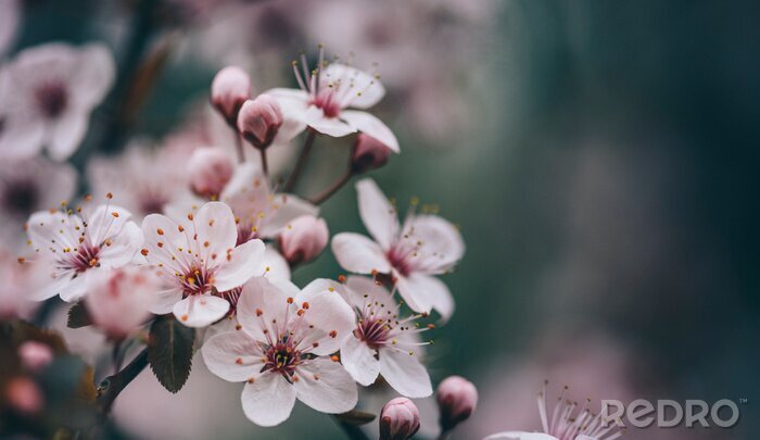 Sticker Closeup of spring blossom flower on dark bokeh background.