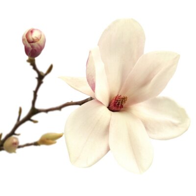 Crèmekleurige magnolia op een tak