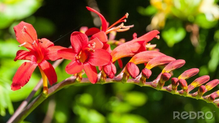 Sticker Crocosmia Profiel