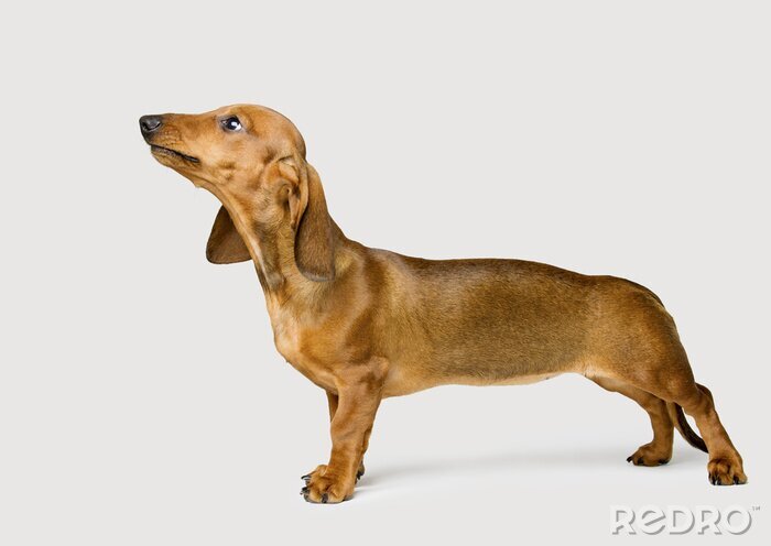 Sticker Dachshund Isolated over White Background, Brown Dog Looking Up