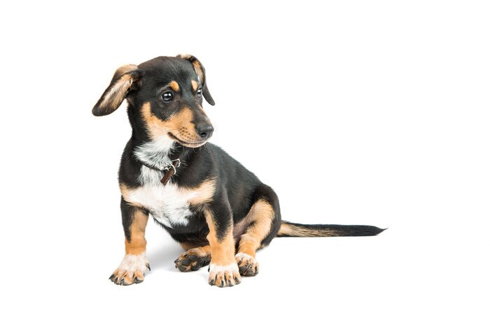 Sticker Dachshund puppy