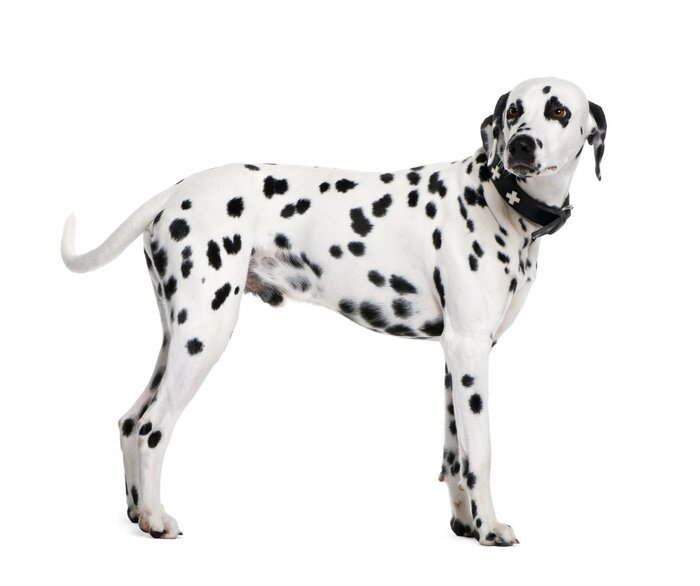 Sticker Dalmatische, 2 jaar oud, permanent voor witte achtergrond