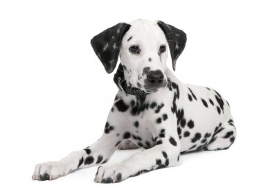 Sticker Dalmatische puppy