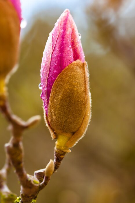 Sticker Dauw op een magnoliaknop