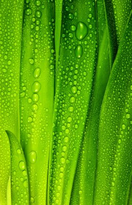 Sticker Dauwdruppels op groen gras