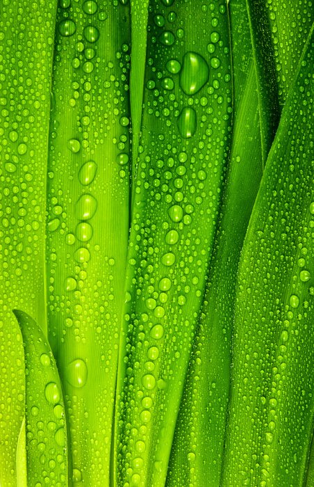 Sticker Dauwdruppels op groen gras