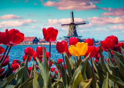 Fotobehang De Bloesem van tulpen in het Nederlandse dorp met beroemde molens.