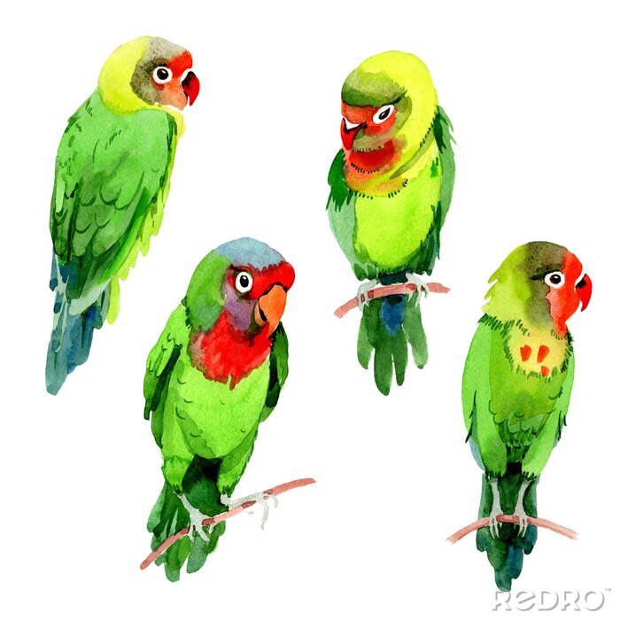 Sticker De hemel kleine papegaaien van de hemel in het wild door geïsoleerde waterverfstijl. Wilde vrijheid, vogel met vliegende vleugels. Aquarellevogel voor achtergrond, textuur, patroon, kader, grens of ta