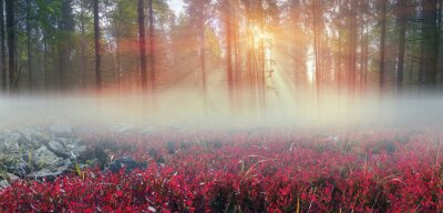 De natuur bij dageraad