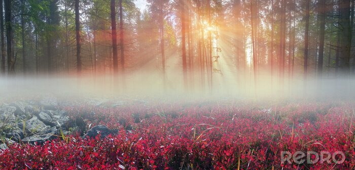 Sticker De natuur bij dageraad