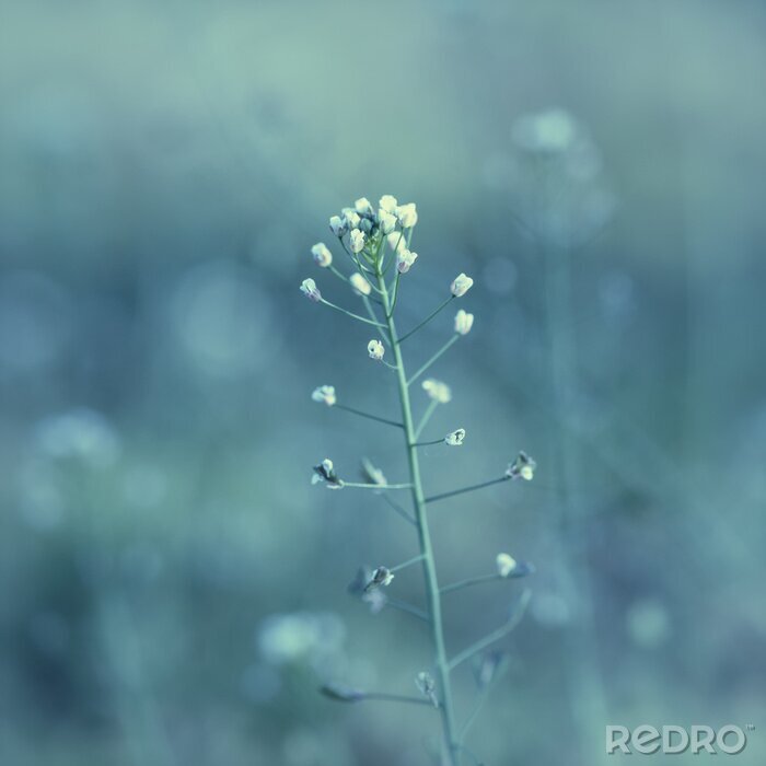 Sticker De natuur in close-up
