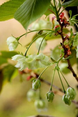 De natuur in haar pure vorm