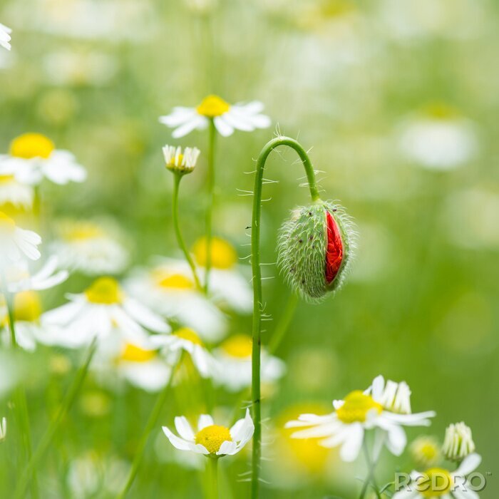 Sticker De natuur komt tot leven
