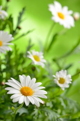 De schoonheid van de natuur