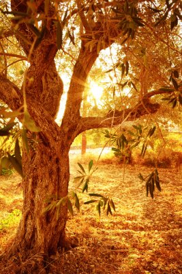 De zon die door de kruin van een boom gaat