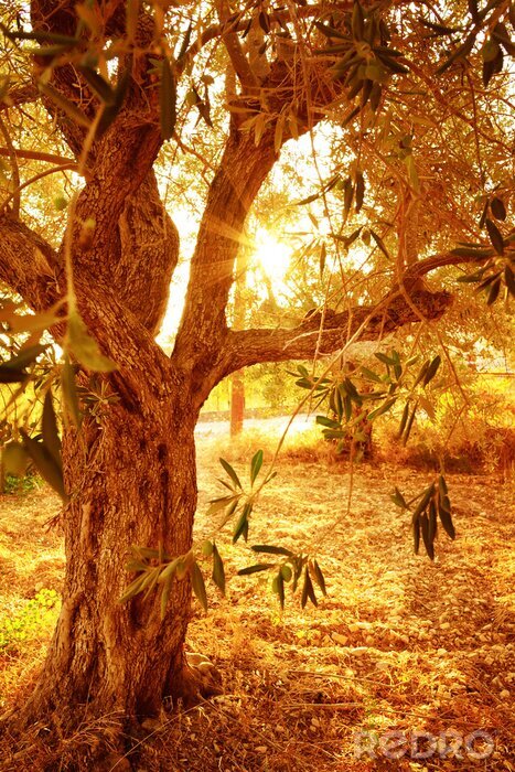 Sticker De zon die door de kruin van een boom gaat