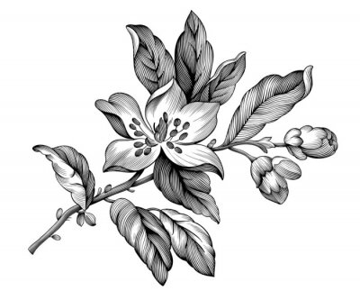 Sticker De zwart-witte appel komt floristische illustratie tot bloei