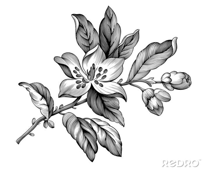 Sticker De zwart-witte appel komt floristische illustratie tot bloei