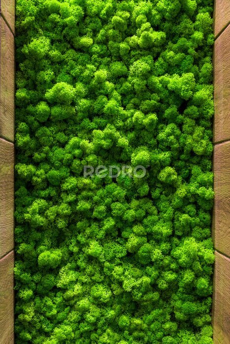 Sticker Decoratief groen mos