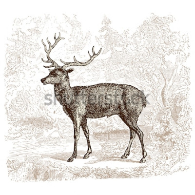 Sticker Deer - vintage engraved illustration - "Histoire naturelle" by Buffon and Lacépède published in 1881 France