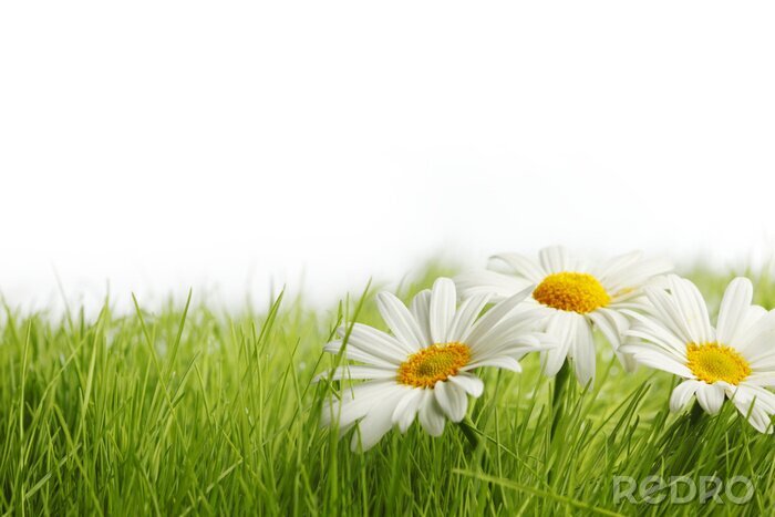 Sticker Delicate madeliefjes in het gras