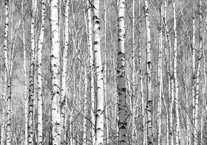 Sticker Dicht berkenbos