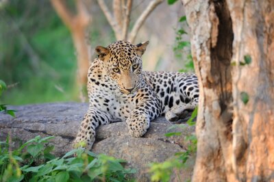 Dier liggend op een steen