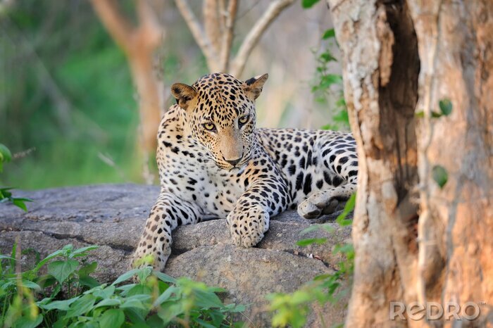 Sticker Dier liggend op een steen