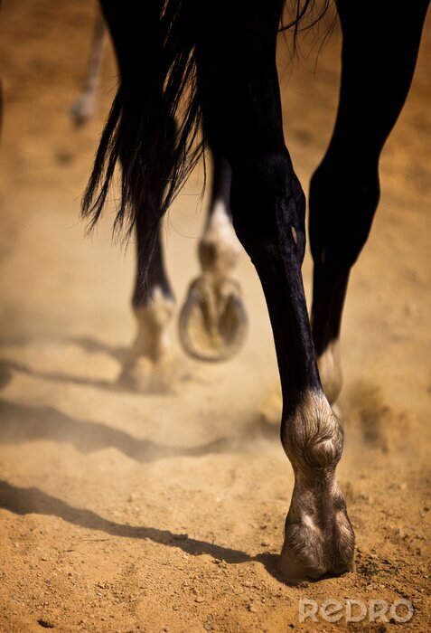 Sticker Dier loopt door de woestijn