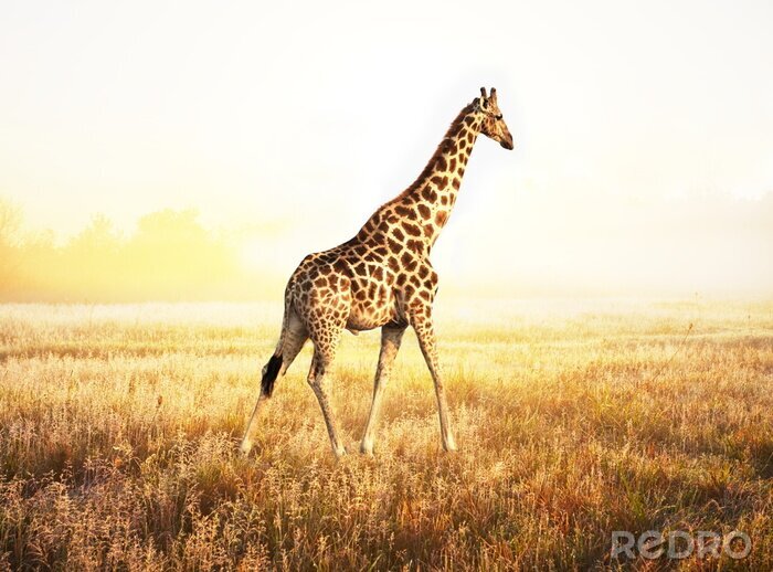 Sticker Dier op de savanne achtergrond