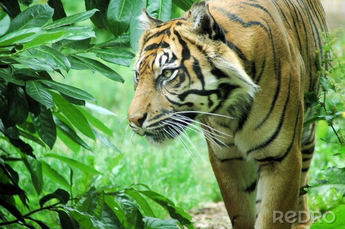 Sticker Dier op een achtergrond van groen