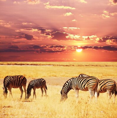 Dieren op de achtergrond van de ondergaande zon