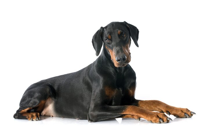Sticker doberman pinscher