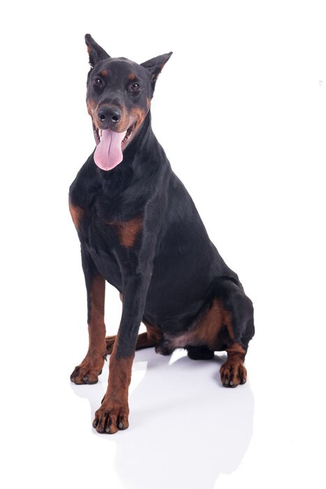 Sticker Dobermann zitten