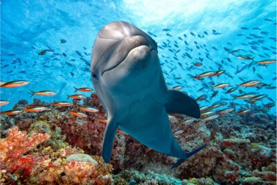 Dolfijn en koraalrif