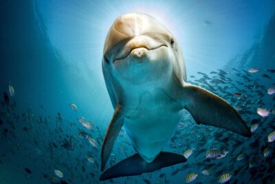 Dolfijn in close-up