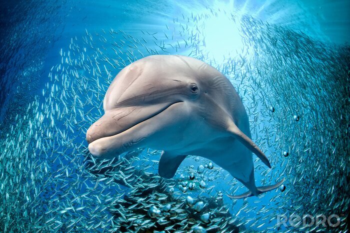 Sticker dolfijn onderwater op blauwe oceaan achtergrond