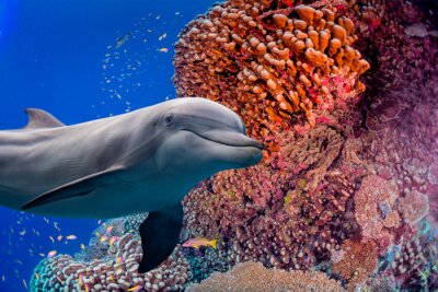 Sticker dolfijn onderwater op rif achtergrond
