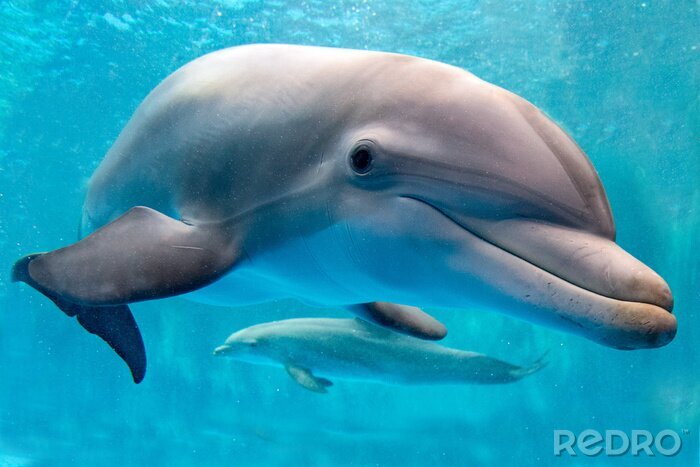 Sticker dolfijn onderwater op rif achtergrond