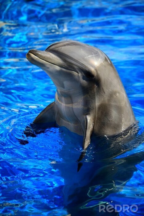 Sticker Dolfijndier in het water