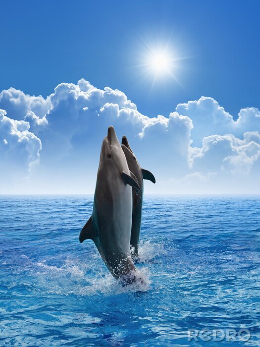 Sticker Dolfijnen springen