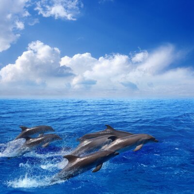 Dolphin springen