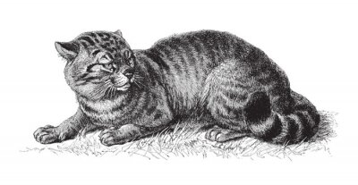 Sticker domestic cat (Felis catus) / vintage illustration from Meyers Konversations-Lexikon 1897