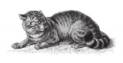 Sticker Domestic cat (Felis catus) / vintage illustration from Meyers Konversations-Lexikon 1897