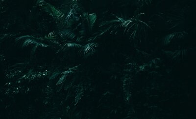 Fotobehang Donkere jungle met tropische bladeren