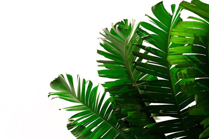 Sticker Donkergroene bananenbladeren op een witte achtergrond, botanisch patroon