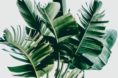 Sticker Donkergroene palmbladeren op een witte achtergrond