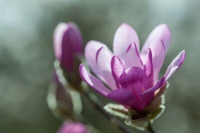 Sticker Donkerpaarse magnolia in bloei