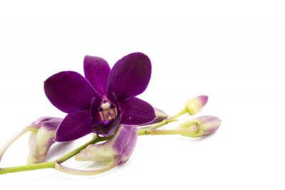 Donkerpaarse orchidee op een witte achtergrond